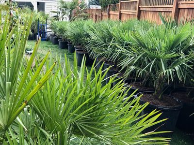 Niagara Tropics cold hardy palm tree and hardy exotic homestead