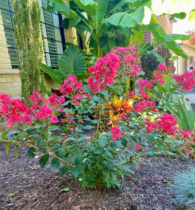 Niagara Tropics Crape Myrtle Red Rooster in full bloom