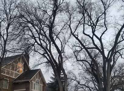 two large trees in front of brown house
