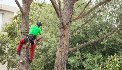 man bracing a large tree metal wiring