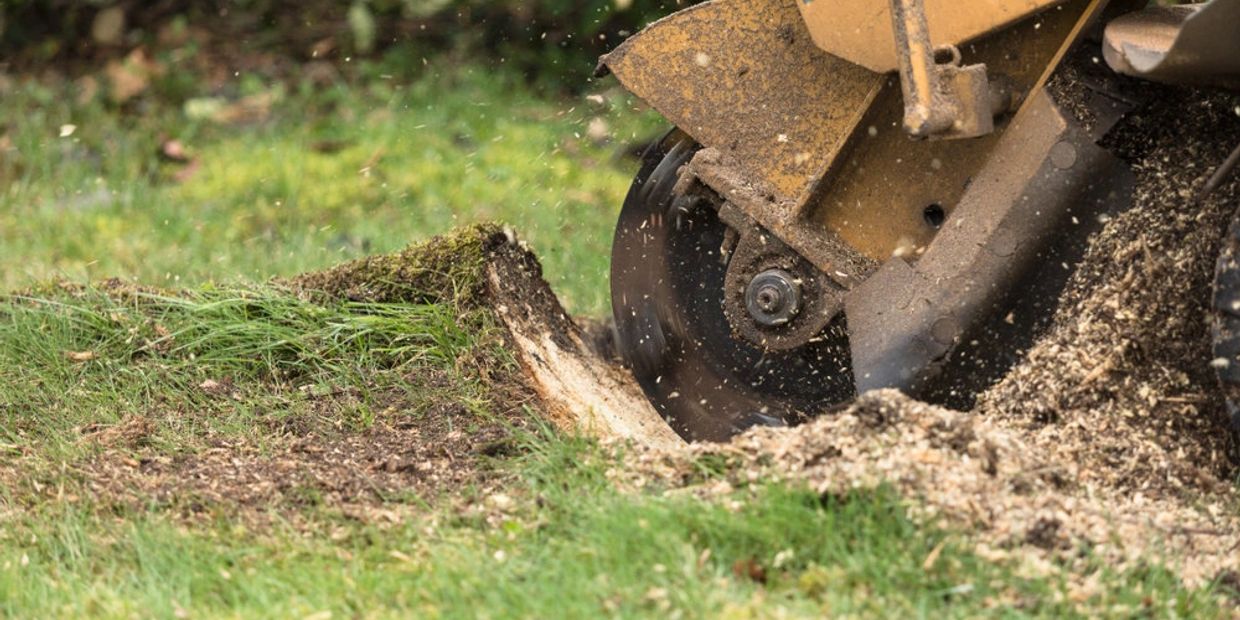 a yellow machine grinding a stump in lawn