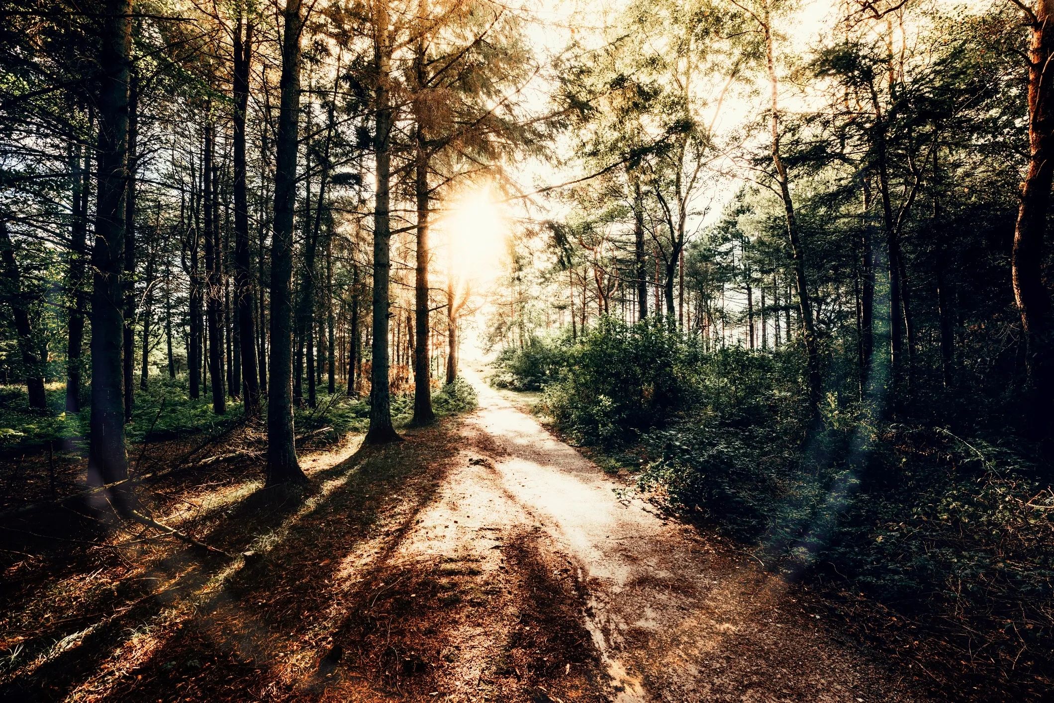 Sunlight shining through trees onto a path