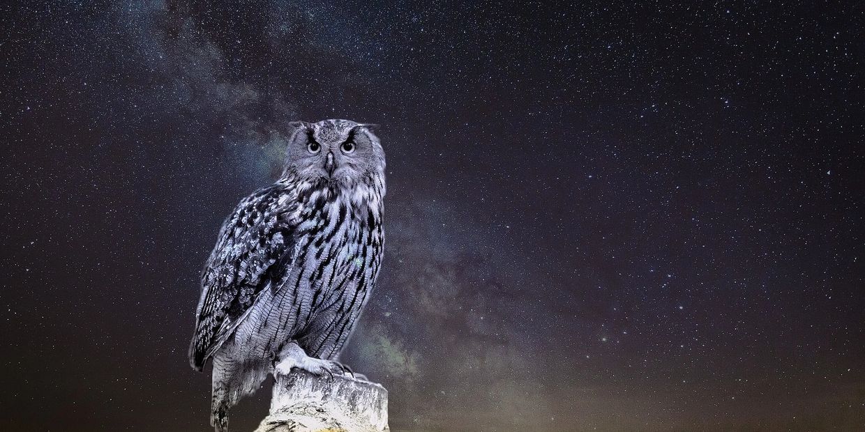 Owl perched on branch with starry sky in background