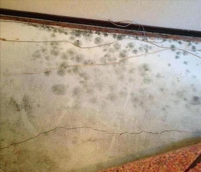 Eliminate mold under carpet! Stained concrete floors, polished concrete floors are the solution.