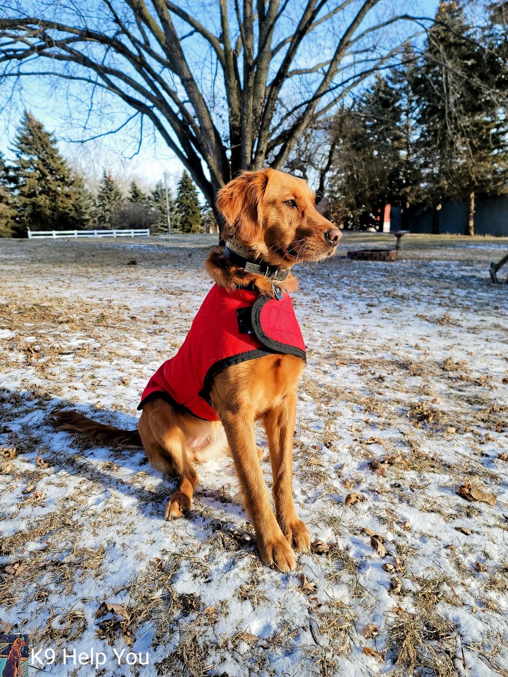 K9 Help You Golden Retriever Breeding, Puppy, Service Dog in Training