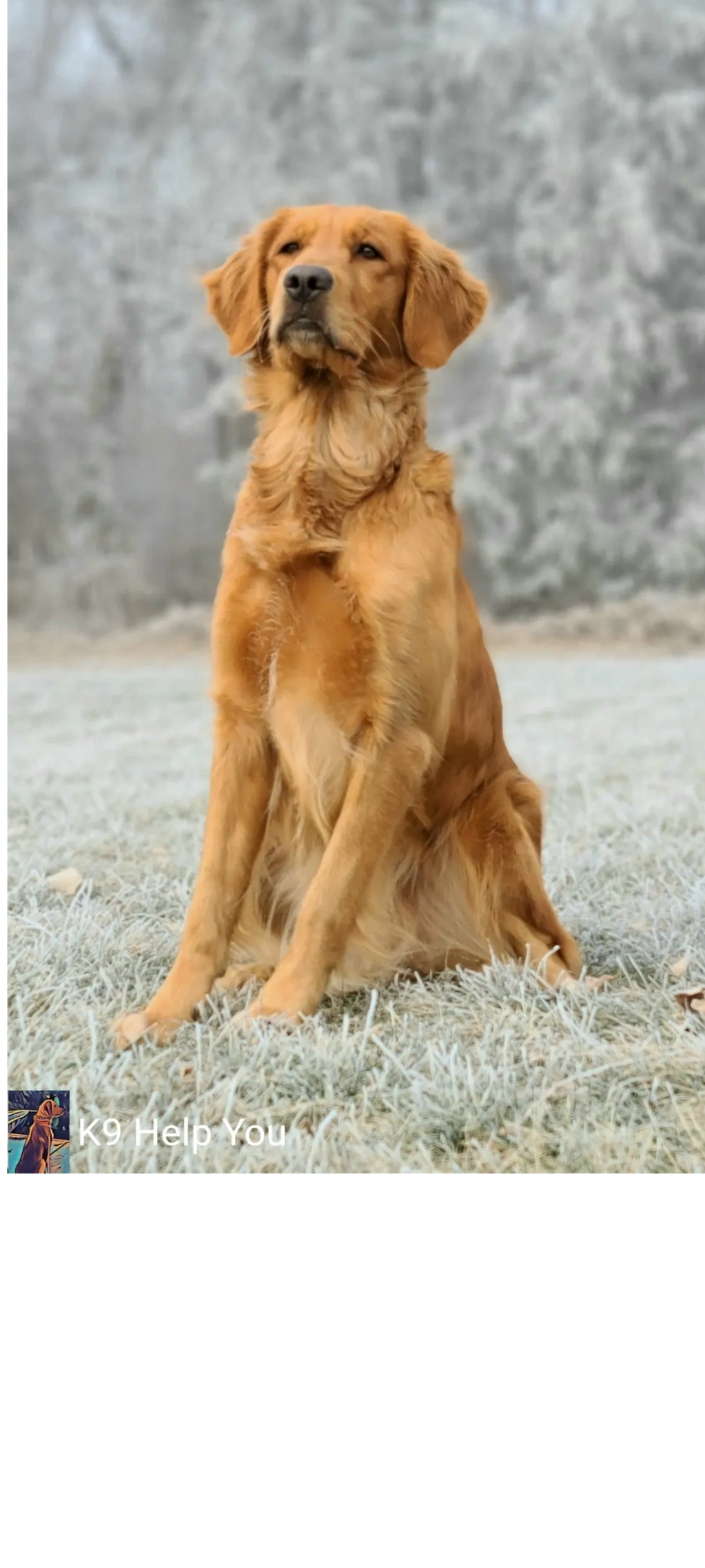 K9 Help You Golden Retriever Breeding Mama, Puppies, Service Dog Training