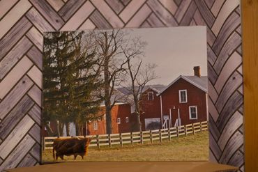 16"x20" Long Horn at the Red Barn