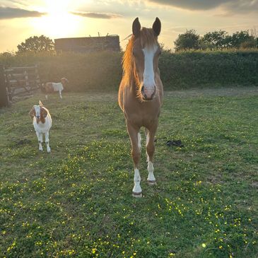 A horse and goats in a sunlit grassy field during sunset.