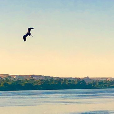 Heron and Nile River, Sacred Travel, Ancient Egypt, Egypt Travel, © Mysteries of Egypt