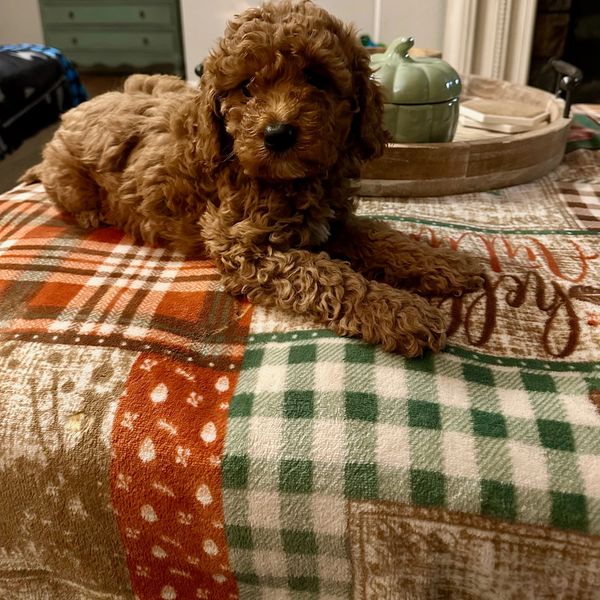 Curly brown puppy resting on a cozy patterned blanket indoors.