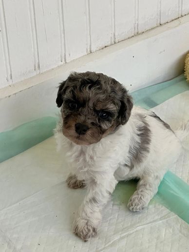 Small fluffy puppy sitting on a training pad indoors.