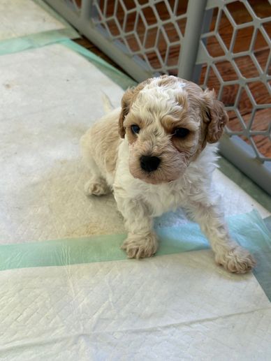 Curly-haired puppy with brown and white fur sitting on a pad near a gate.