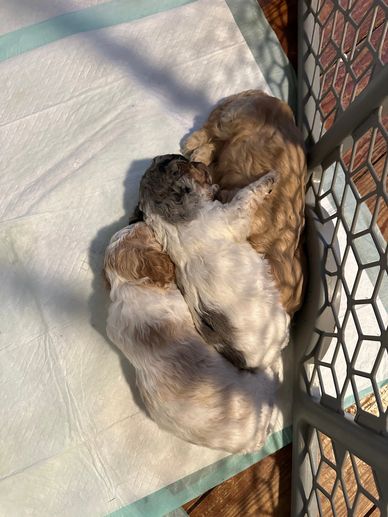 Three puppies cuddled together inside a playpen on a pad.