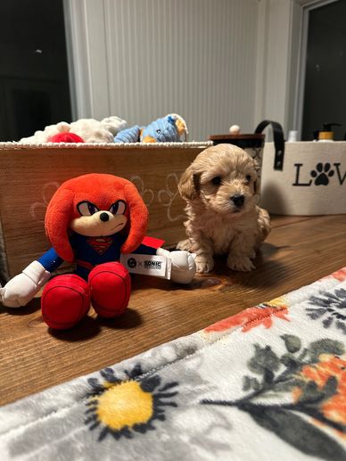 Small fluffy puppy sitting next to a colorful Sonic plush toy on a wooden floor.