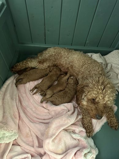 A mother dog nursing her four puppies in a cozy corner.