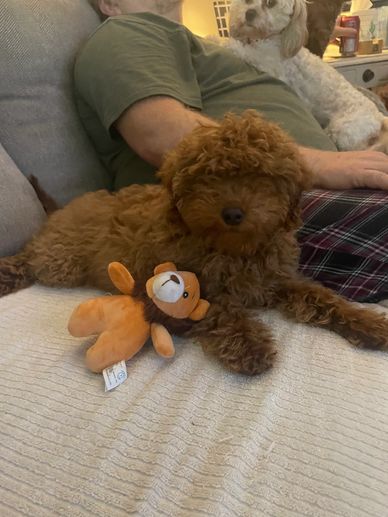Curly brown puppy with a lion toy, resting on a couch near a person and another dog.