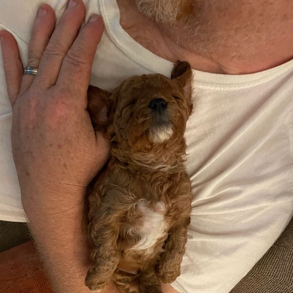 A small brown puppy sleeps peacefully in a man's arms.