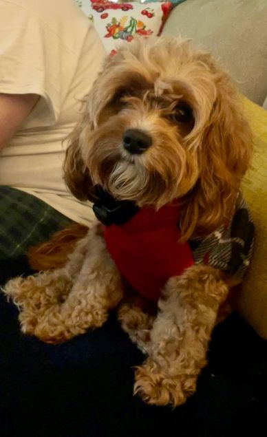 A fluffy brown dog wearing a red sweater sitting on a couch.