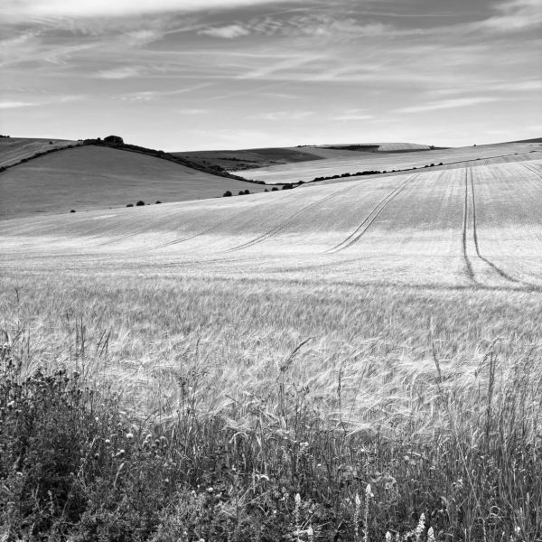 Black and white photo of rolling farmland under a cloudy sky.