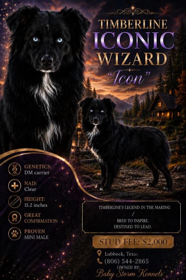 Black mini male dog with blue eyes, Timberline Iconic Wizard "Icon" for stud service.