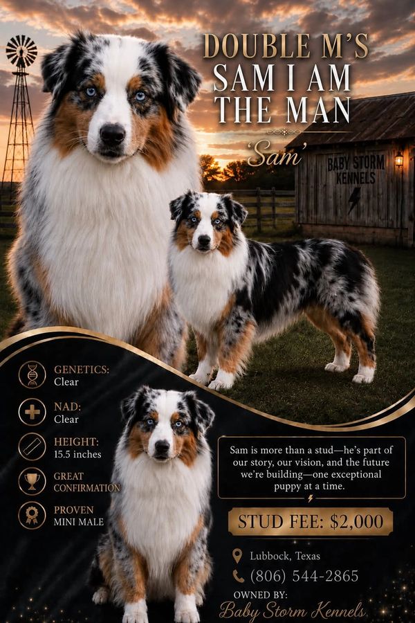 Australian Shepherd stud dog named Sam available for breeding with clear genetics and NAD, standing 15.5 inches tall.