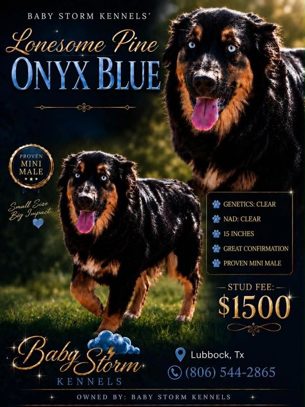 Lonesome Pine Onyx Blue, a proven mini male dog with blue eyes, offered for stud at $1500 by Baby Storm Kennels.