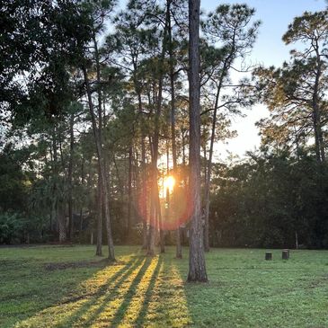 Sunlight streaming through tall pine trees in a grassy clearing.