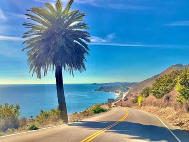A palm tree by a coastal road overlooking the ocean.