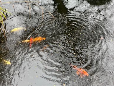 Fish 🐠 sitting services are a new feature