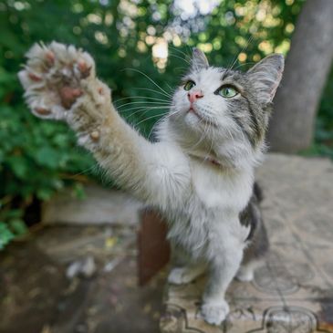 A tabby and white cat reaching its paw out towards the camera, as if to ask a question.