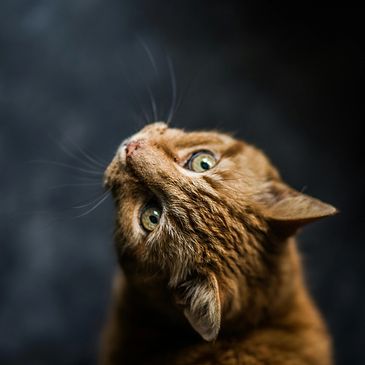 A ginger cat looking up at the camera as if he's waiting for his dinner.