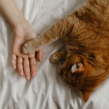 A ginger cat with its paw on top of a human hand.