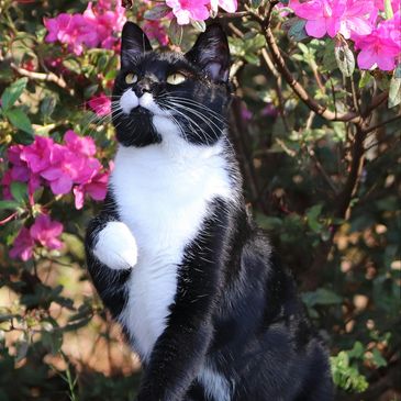 A black and white cat outside amongst flowers with one paw playfully lifted.