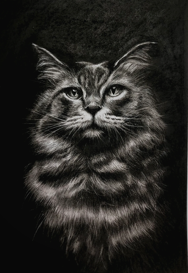 “Top Cat” Original Charcoal