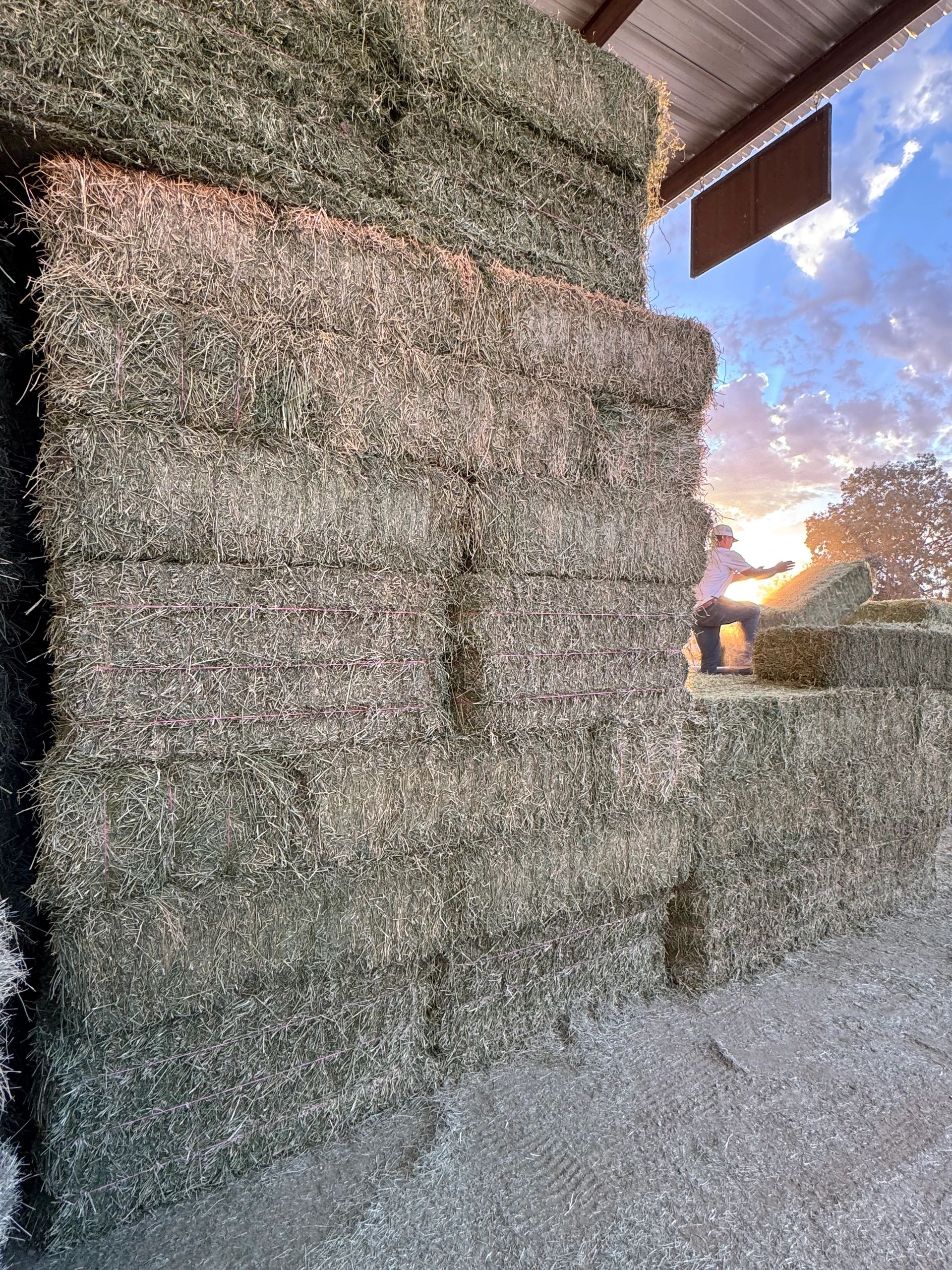 Person stacking hay bales in a barn at sunset.
