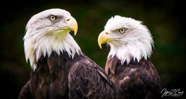 Photojournalist American bald eagles wildlife photography
