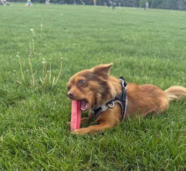Our cute customer enjoying is natural Himalayan Dog Chew