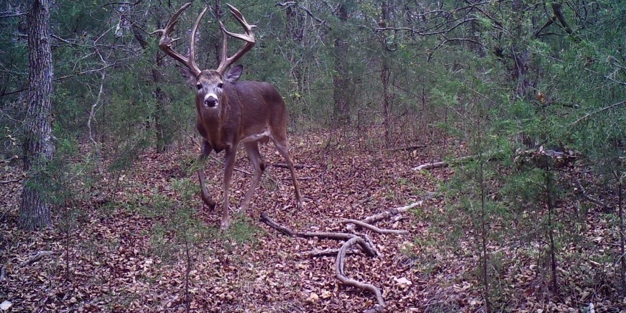 Buck that fed on Triple B Deer Attractant 