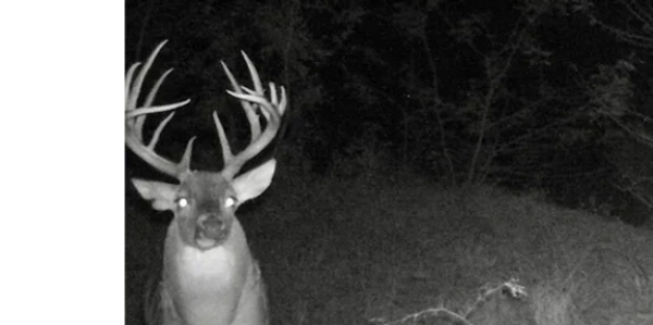 Buck fed on Triple B Deer Attractant