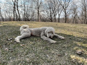 Esther - Standard Poodle