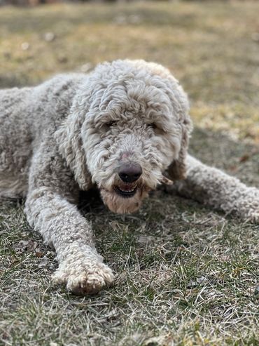Esther - Standard Poodle