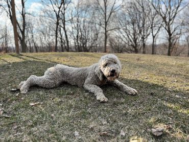 Esther-Standard Poodle