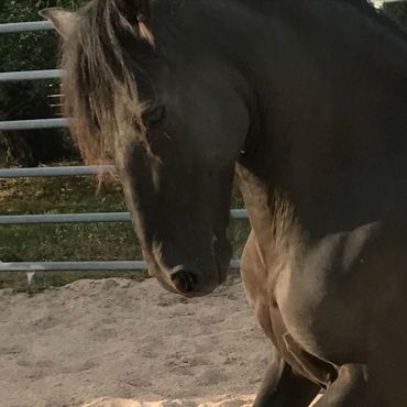 Close-up of a horse in an outdoor setting.