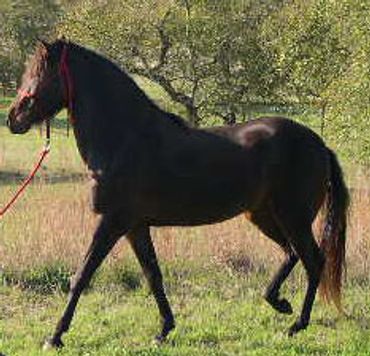 A black horse walking in a grassy field.