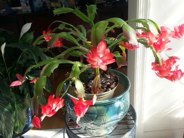 Thanksgiving and Christmas Cactus by artist Mina Koury Martin