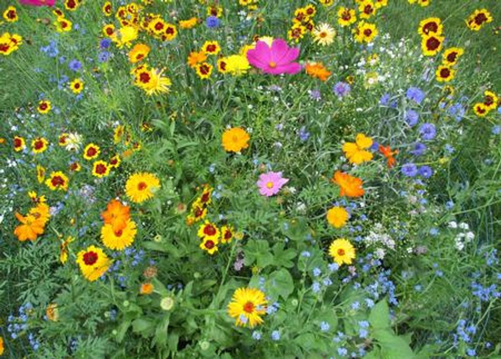 Backyard wildflower patch. Photo by Mina Koury Martin