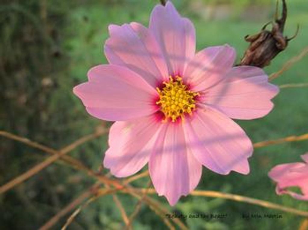Wildflower grown in our backyard. Photo by Mina Koury Martin