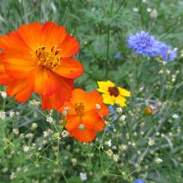 photo oof Orange Wildflowers