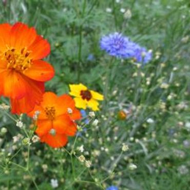photo oof Orange Wildflowers