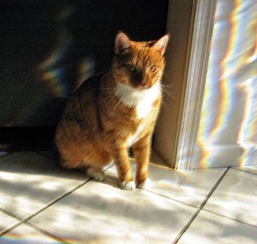 Orange Tiger Cat in Foyer lit by rainbows from glass reflections. Photo by Mina Koury Martin